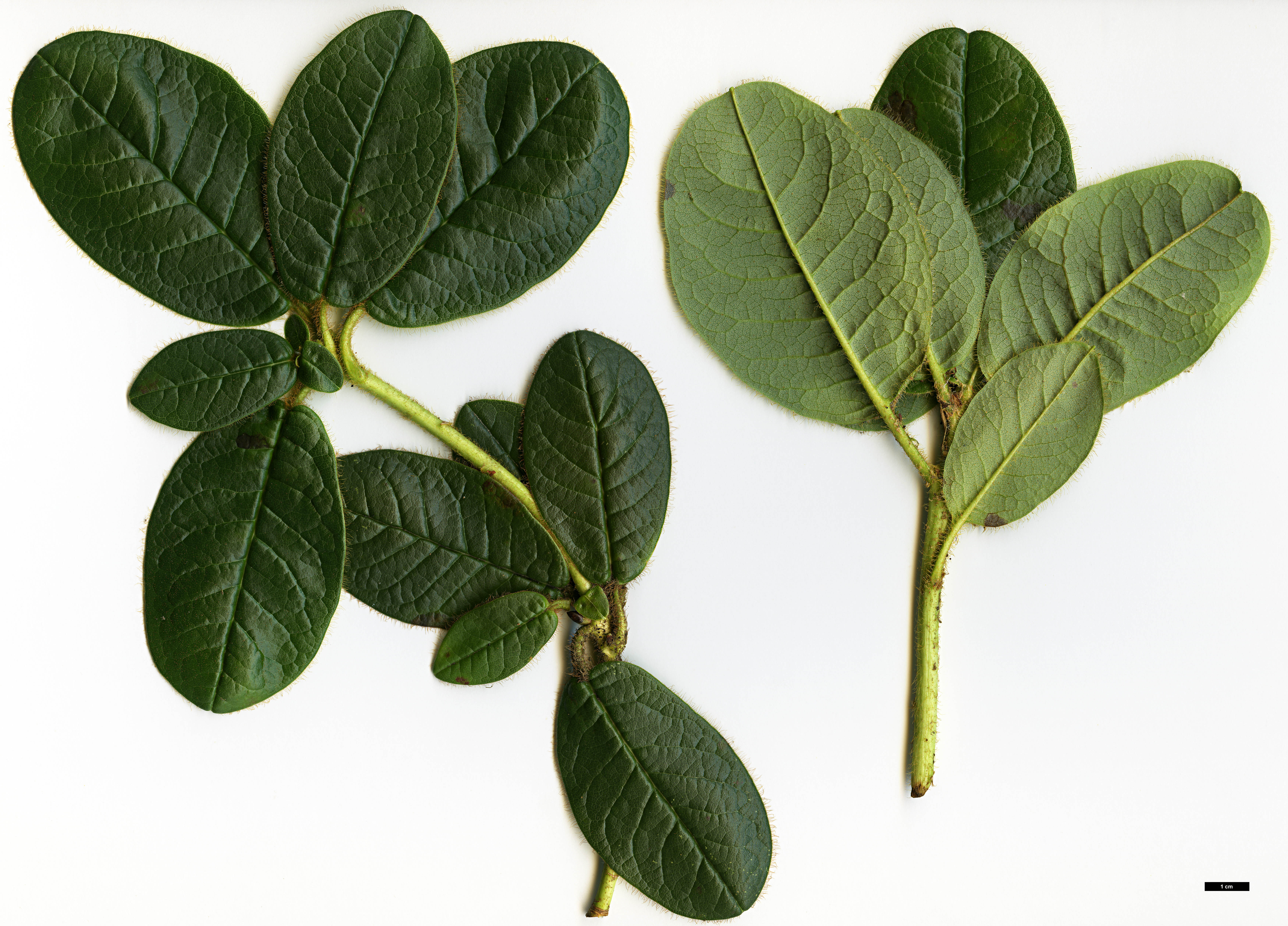 High resolution image: Family: Ericaceae - Genus: Rhododendron - Taxon: aff. valentinianum